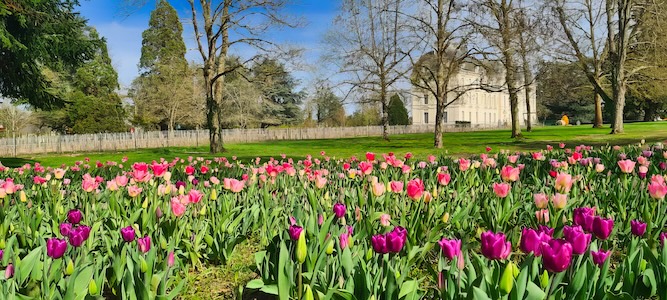 Un ruban de 500000 tulipes dans les jardins du château de Cheverny le 20 mars.