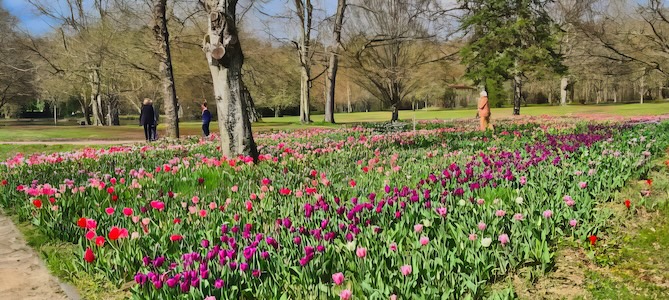 Un ruban de 500000 tulipes dans les jardins du château de Cheverny le 20 mars.