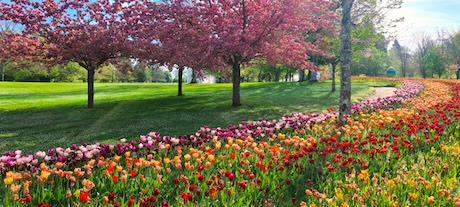 Un ruban de 500000 tulipes dans les jardins du château de Cheverny le 12 avril.